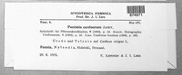 Puccinia carduorum image